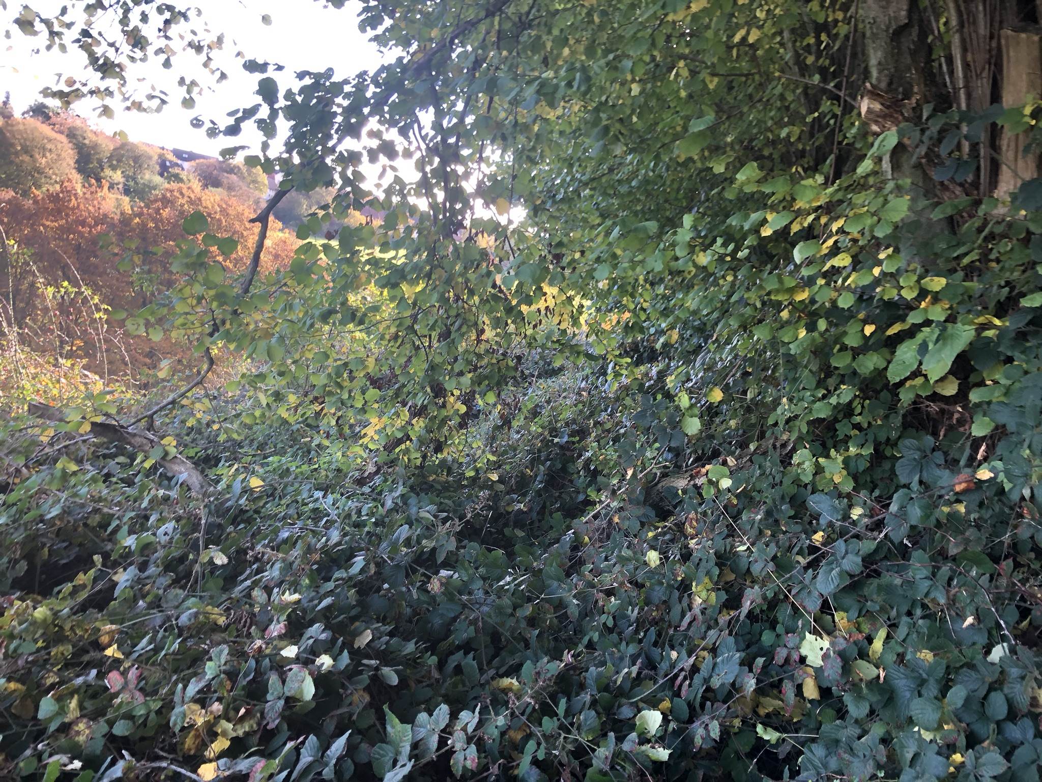 Dichtes Laub und Gebüsch am Rand einer Obstwiese