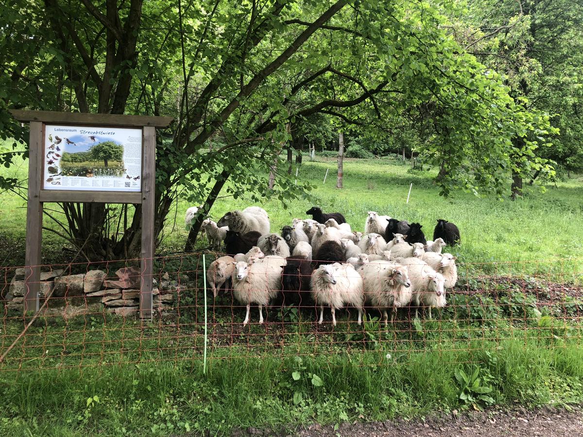 Platzhalter: Obstwiesenfest 2026