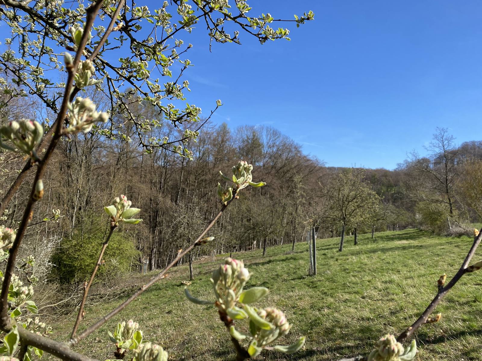 Blühende Obstbaumzweige, dahinter eine Streuobstwiese am Hang mit jungen Bäumen